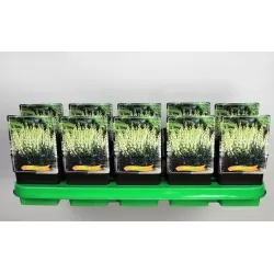 Kurpelė - Aconitum napellus ALBUM