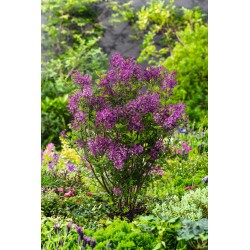 Alyvos - Syringa x BLOOMERANG DARK PURPLE