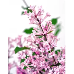 Alyvų Bloomerang sodinukai su pristatymu į namus