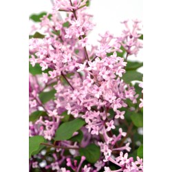 Alyvų Bloomerang sodinukai su pristatymu į namus