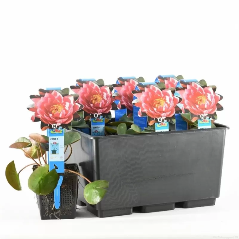 Vandens lelija - Nymphaea James Brydon P11X11