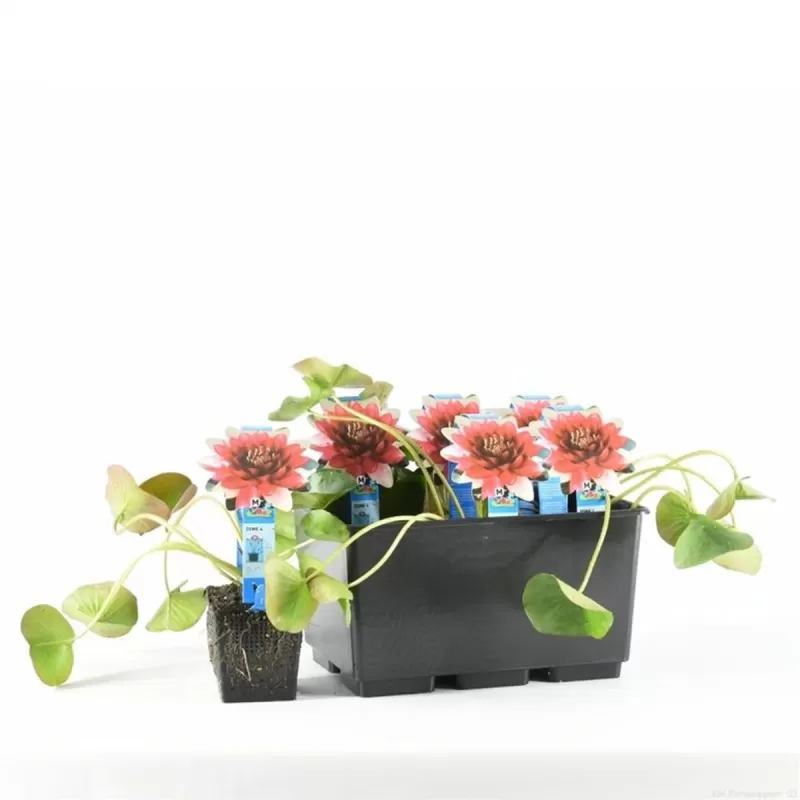 Nymphaea Perry almost black P11X11