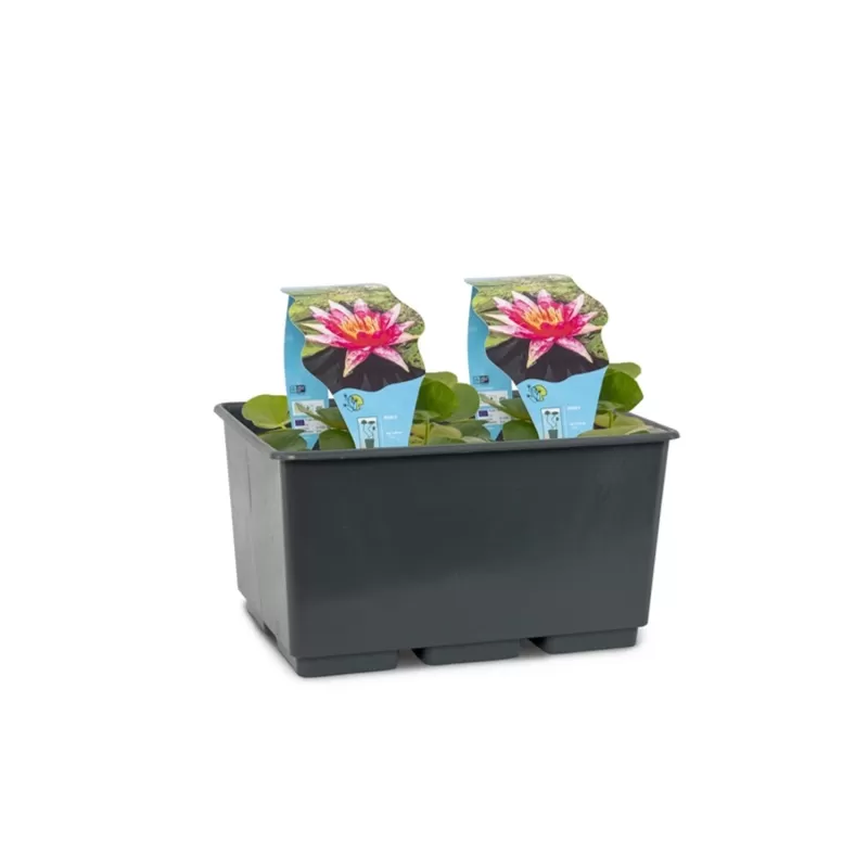 Vandens lelija - Nymphaea Red Spider  P11X11