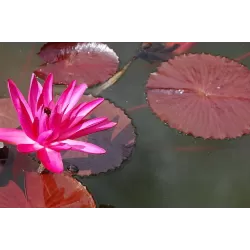 Nymphaea Rubra Punctata P11X11