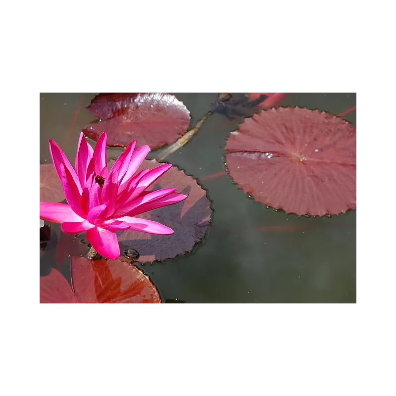 Vandens lelija - Nymphaea Rubra Punctata  P11X11