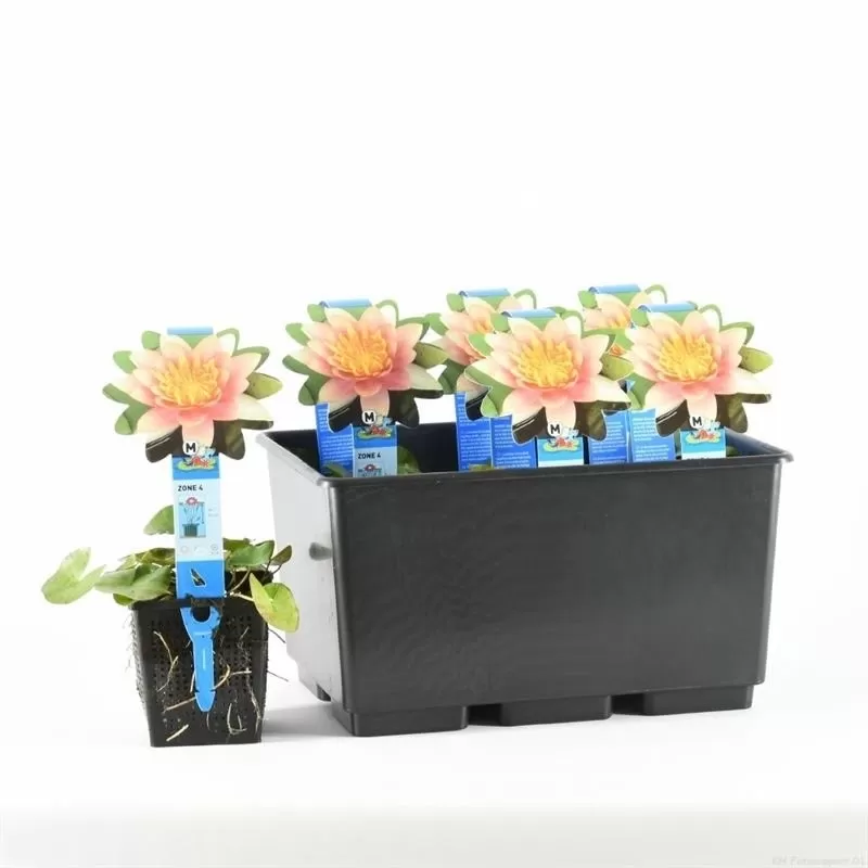 Vandens lelija - Nymphaea Aurora P11X11