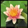 Vandens lelija - Nymphaea Aurora P11X11