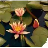 Nymphaea Sioux P11X11