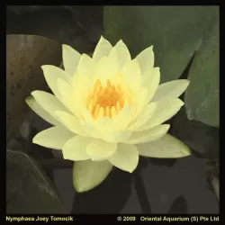 Nymphaea Joey Tomocik P11X11
