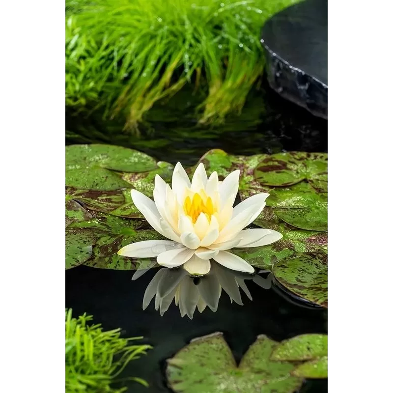 Vandens lelija - Nymphaea Lemon Mist  P11X11