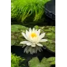 Vandens lelija - Nymphaea Lemon Mist  P11X11