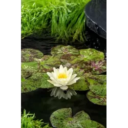 Vandens lelija - Nymphaea Lemon Mist  P11X11