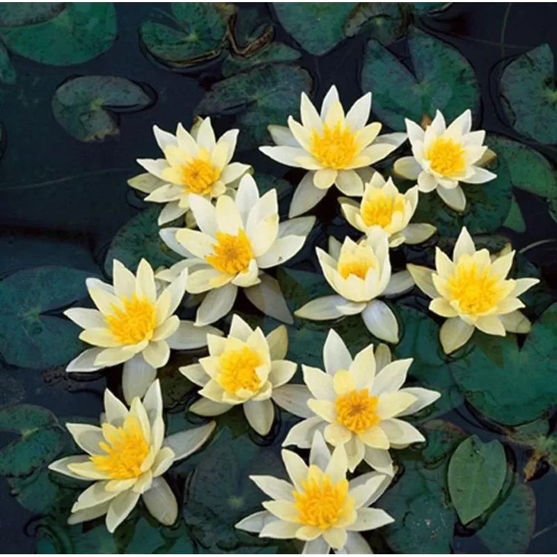Nymphaea Pygmea Helvola P11X11