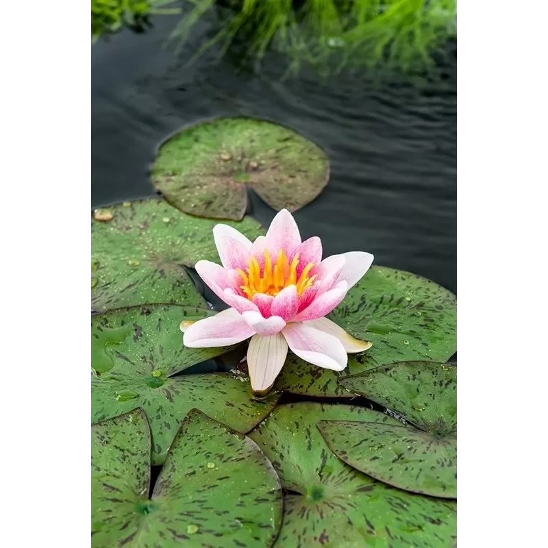 Vandens lelija - Nymphaea Laydekeri Lilacea P11X11
