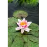 Vandens lelija - Nymphaea Laydekeri Lilacea P11X11