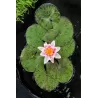 Vandens lelija - Nymphaea Laydekeri Lilacea P11X11