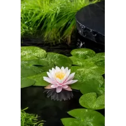 Nymphaea Ray Davies P11X11