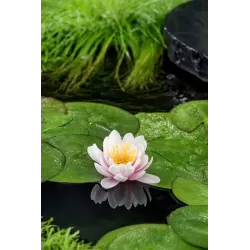 Vandens lelija - Nymphaea Venusta  P11X11