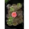 Nymphaea Wanvisa P11X11