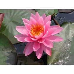 Nymphaea Perrys Magnificent BASKET