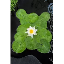 Vandens lelija - Nymphaea Virginalis BASKET