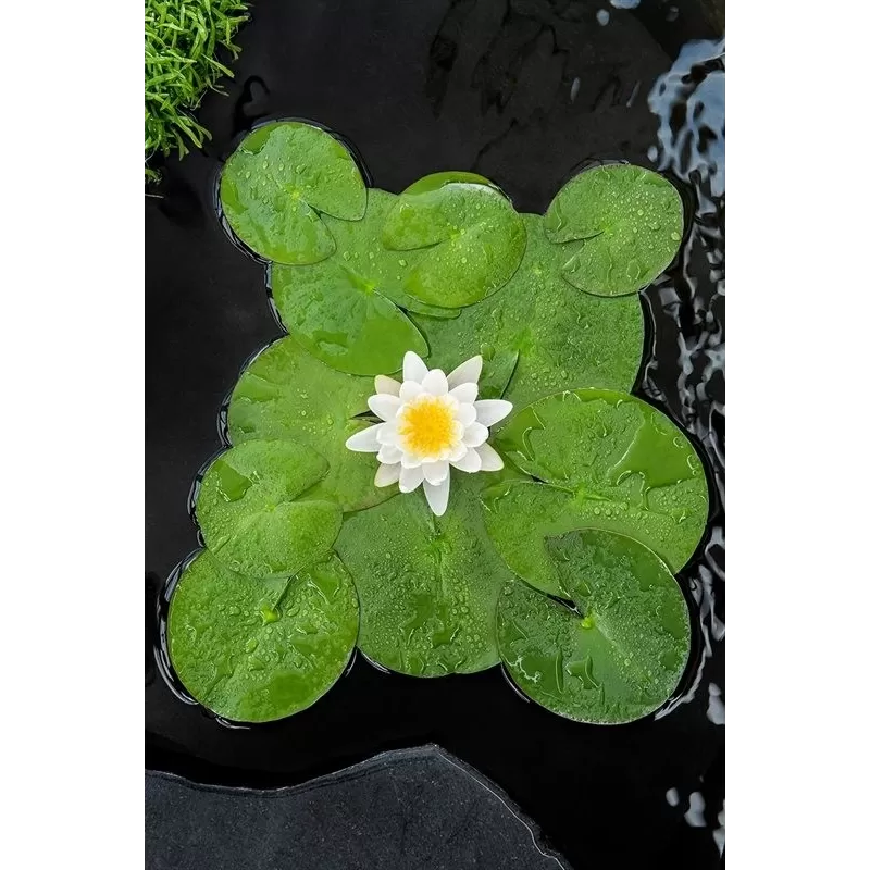 Vandens lelija - Nymphaea Virginalis BASKET
