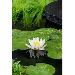 Vandens lelija - Nymphaea Virginalis BASKET