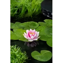 Vandens lelija - Nymphaea Attraction (3L) BASKET