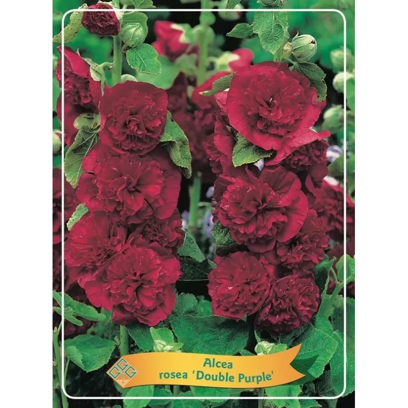 Alcea rosea Double Purple