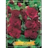 Alcea rosea Double Purple