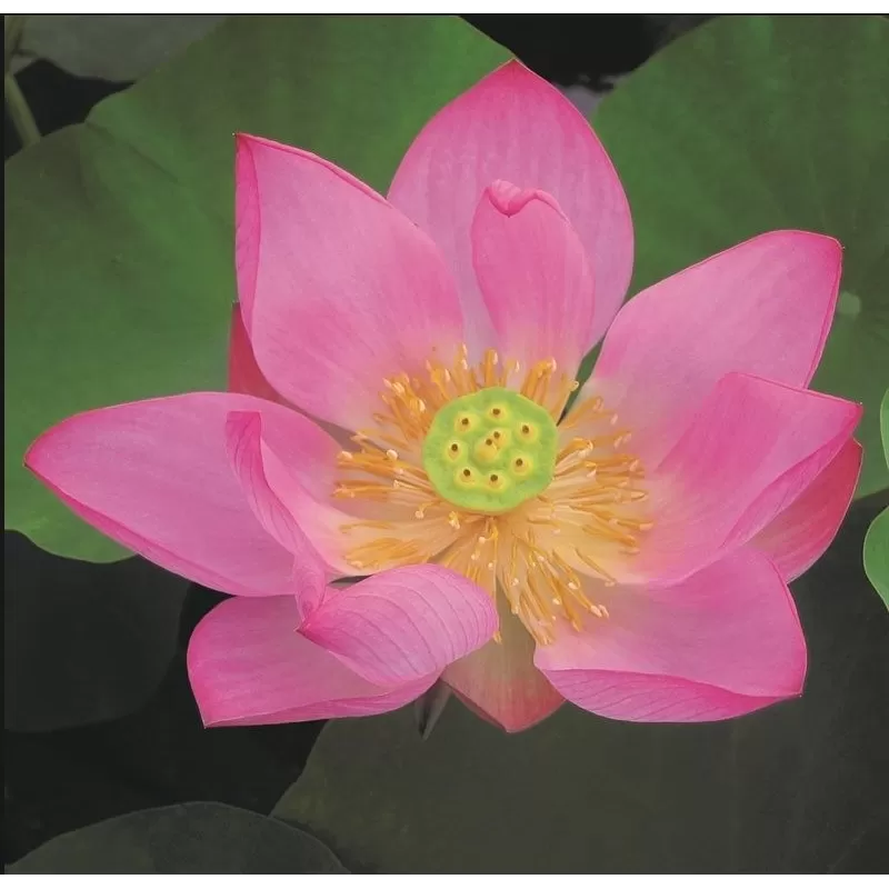 Nymphaea Pygmea Rubra (3L) BASKET