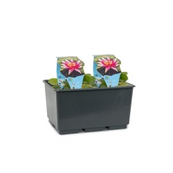 Nymphaea Red Spider  BASKET