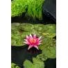 Vandens lelija - Nymphaea Red Spider  BASKET