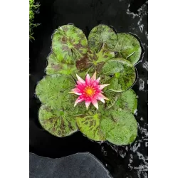 Vandens lelija - Nymphaea Red Spider  BASKET