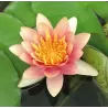 Vandens lelija - Nymphaea Aurora (3L) BASKET
