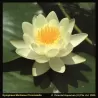 Vandens lelija - Nymphaea Chormatella (3L) BASKET