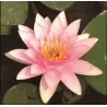 Vandens lelija - Nymphaea Carnea (3L) BASKET