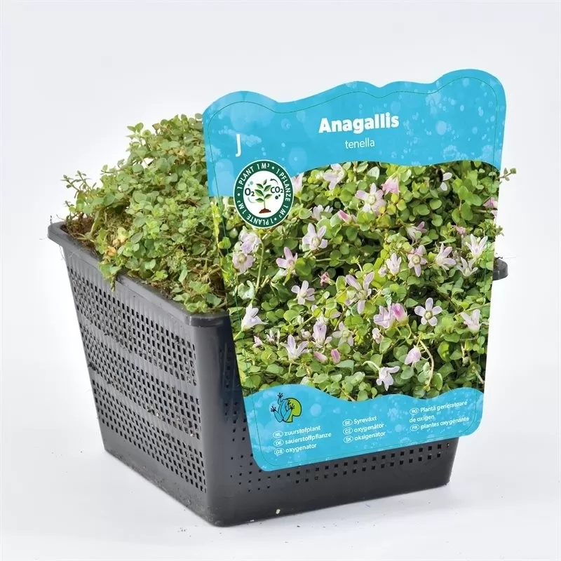 Anagallis tenella P18X18