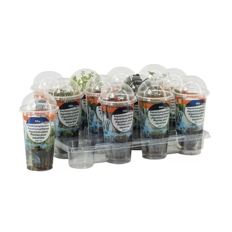 Aquarium plants (cup small) Aquariumplant in cup