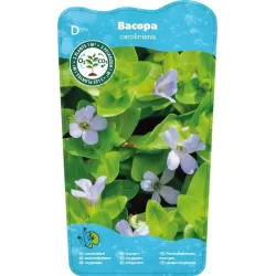 Bacopa caroliniana P11X11