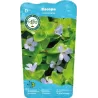 Bacopa caroliniana P11X11