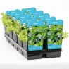 Bacopa caroliniana P11X11