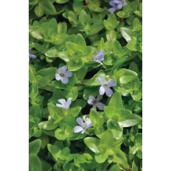 Bacopa caroliniana P11X11