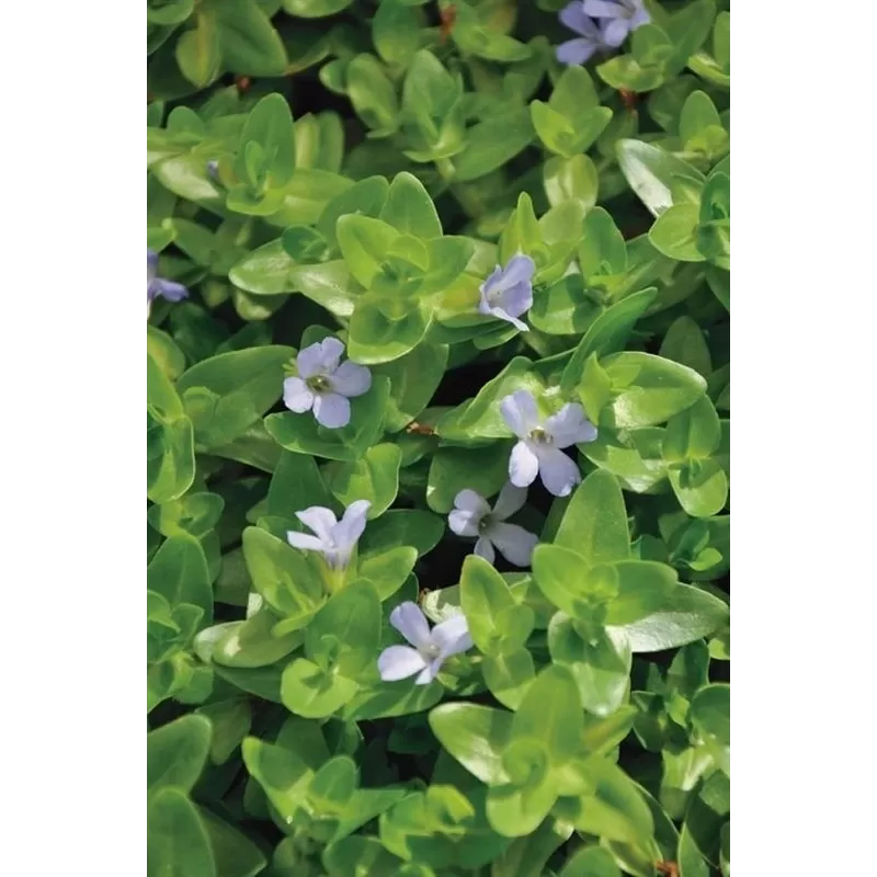Bacopa caroliniana P11X11