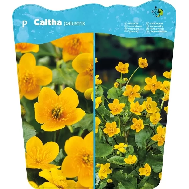 Caltha Palustris  P25X25