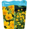 Caltha Palustris  P25X25