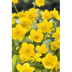 Caltha Palustris  P25X25