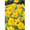 Caltha Palustris  P25X25