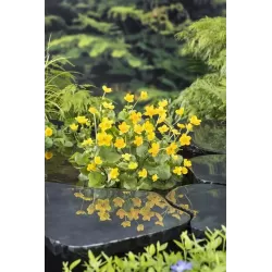 Caltha Palustris  P25X25