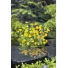 Caltha Palustris  P25X25